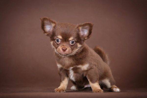 Schokoladen-Chihuahua