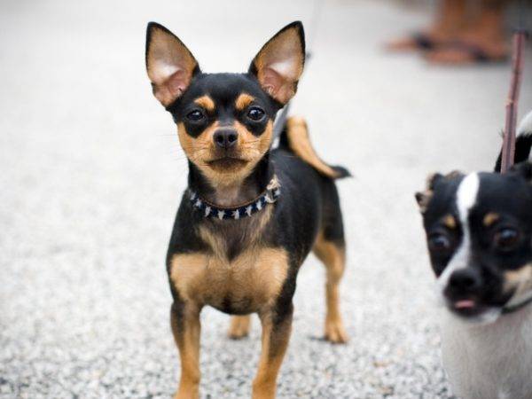 süße Chihuahua