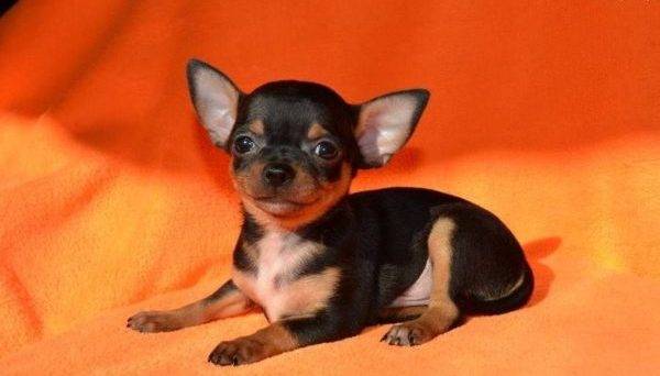 kleine Chihuahua