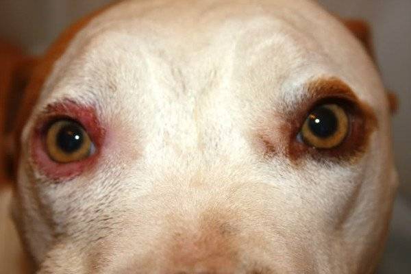 Blepharitis bei Hunden