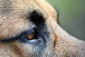 Augenkrankheit bei Hunden
