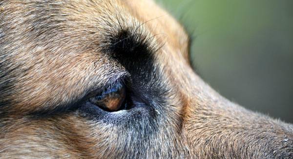 Augenkrankheit bei Hunden