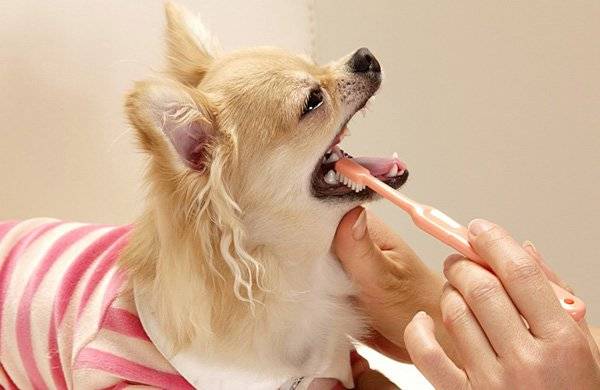 Wie man die Zähne eines Hundes putzt