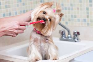 Wie man die Zähne eines Hundes putzt