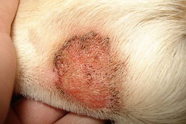 Hautkrankheiten bei Hunden