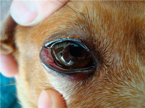 Bindehautentzündung bei Hunden