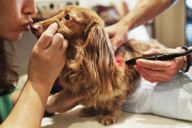 Behandlung von Mastitis bei Hunden
