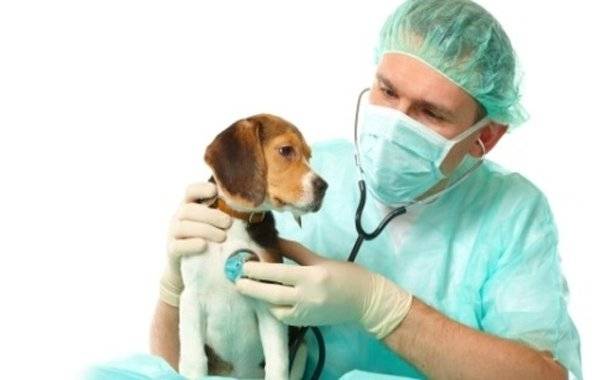 Behandlung von Anfällen bei Hunden