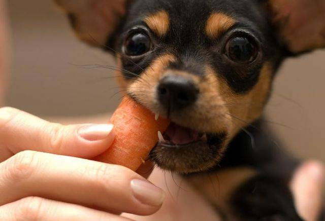 Behandlung von Enteritis bei Hunden