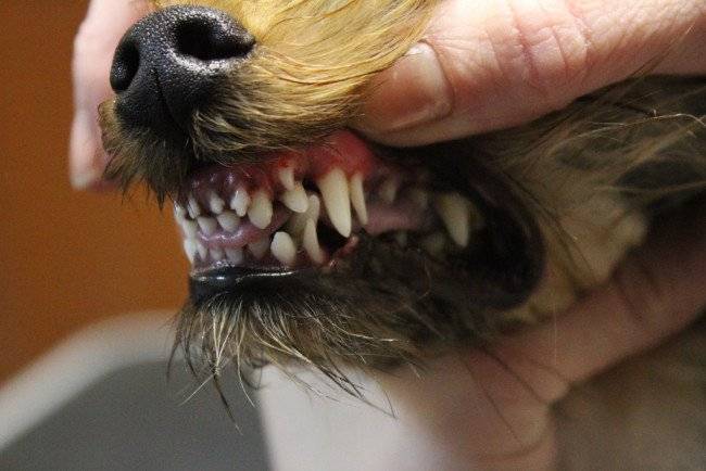 Bestimmung des Alters des Hundes in den Zähnen
