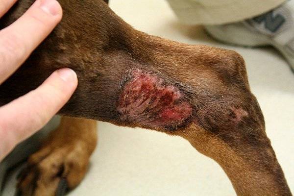 Traumatische Dermatitis bei Hunden