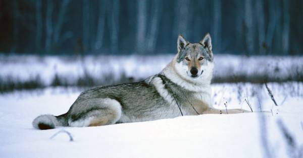 Tschechoslowakischer Wolfhund im Winter