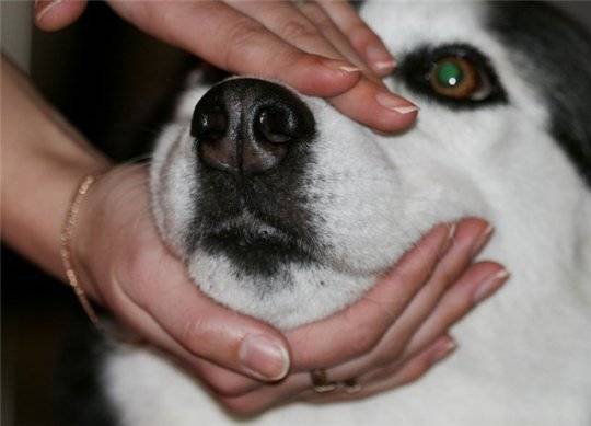 Enteritis bei Hunden Anzeichen, Symptome, Behandlung zu Hause