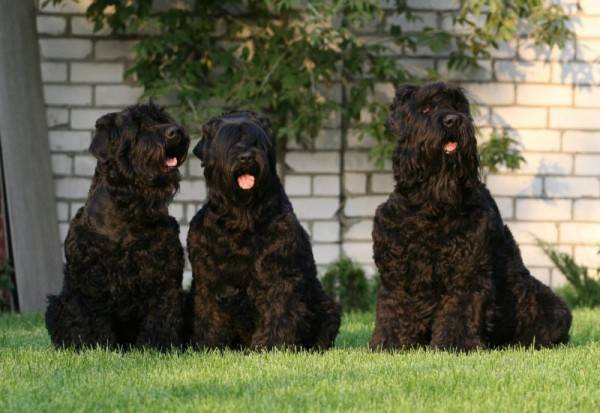 drei schwarze Terrier