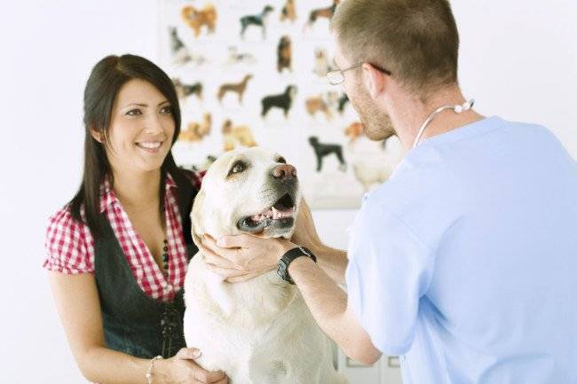 Kann eine Person von einem Haustier eine Anaplasmose bekommen?