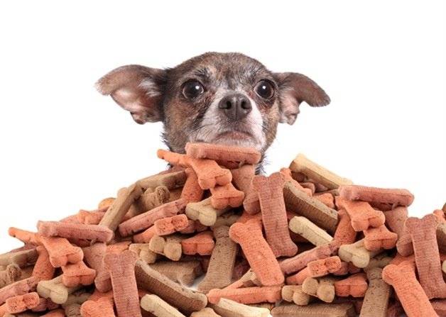 Gesundes Essen für Chihuahua