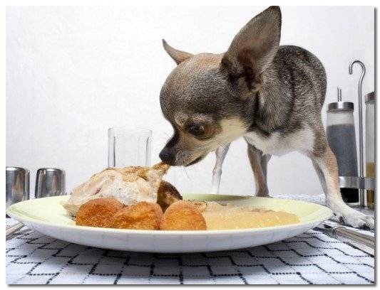 Chihuahua Diät Beispiel