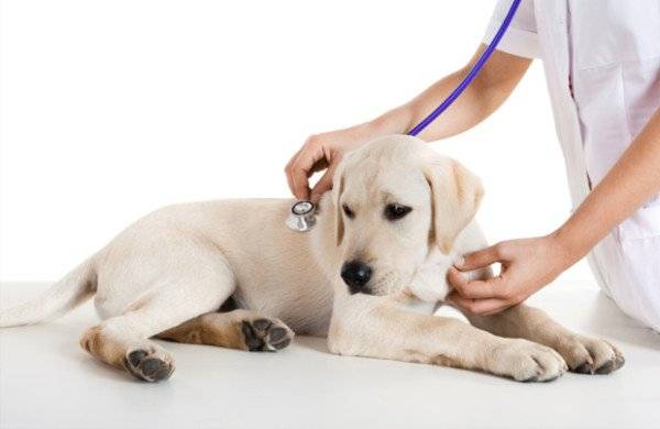 Rheumatische Myositis bei Hunden