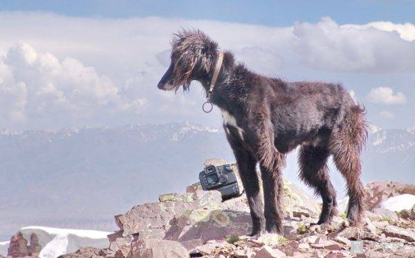Taigan (Kirgisischer Windhund)