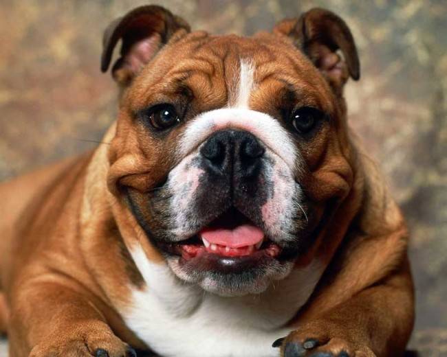 Englische Bulldogge Gesicht