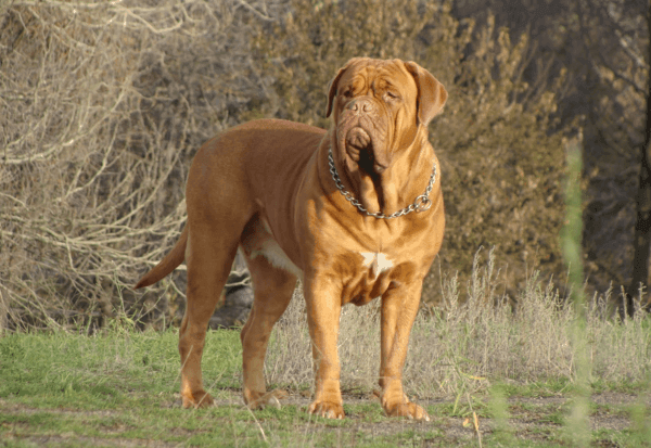 Französischer Mastiff (Dogo Bordeaux)