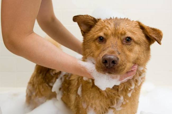 Flohshampoo bei Hunden