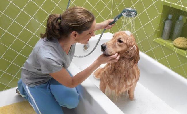 Wie man einen Hund wäscht