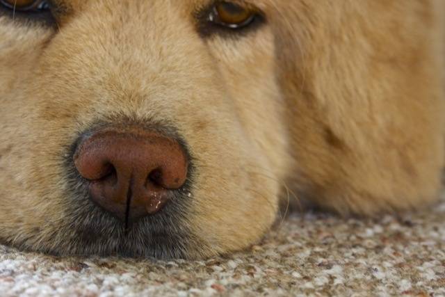 Hundeallergie beim Niesen