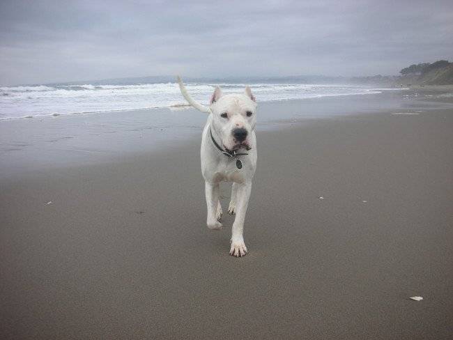 Dogo Argentino am Strand