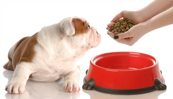 Wie man einen Hund mit Durchfall füttert