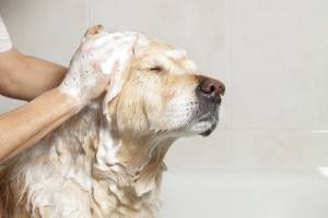 Wie man einen Hund wäscht