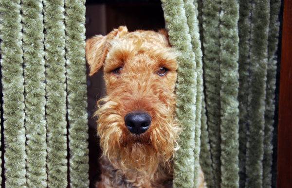 Airedale Terrier im Blind