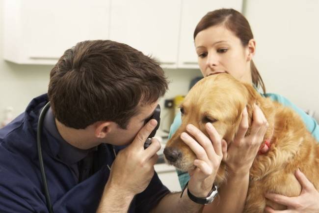 Helfen Sie dem Tierarzt bei Augenkrankheiten bei Hunden