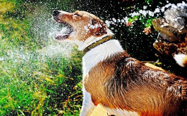 Klima beeinflusst trockene Nase bei Hunden