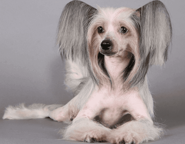 Chinesischer haarloser mit Haube Hund