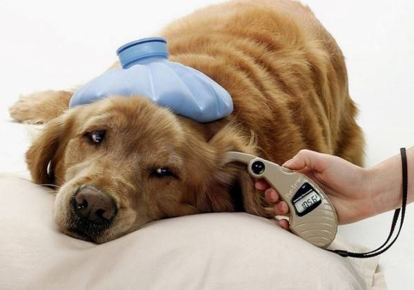Diabetes bei Hunden Anzeichen, Symptome, Behandlung