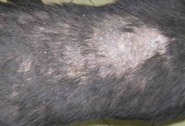 Methoden zur Diagnose von Dermatitis bei Hunden