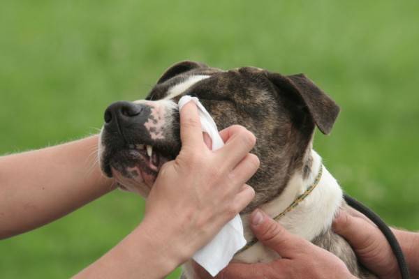 Bindehautentzündung bei einem Hund Symptome, Behandlung