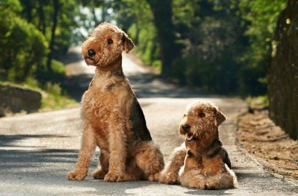 zwei hübsche Airedale-Terrier