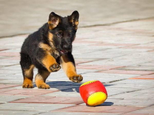 Schäferhund und Ball