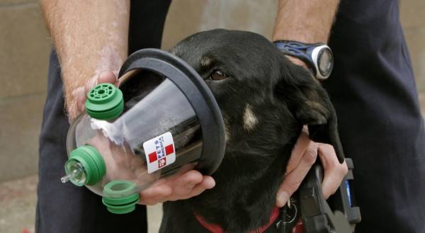 Behandlung von Lungenödemen bei Hunden