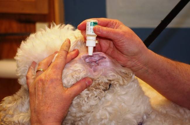 Otitis Behandlung bei Hunden
