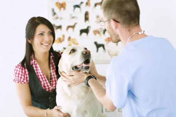 Behandlung von Hundevergiftungen in der Klinik