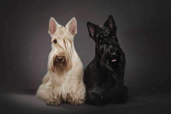 zwei Scotch Terrier
