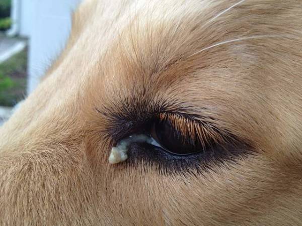 Die Augen des Hundes eitern. Was zu tun ist