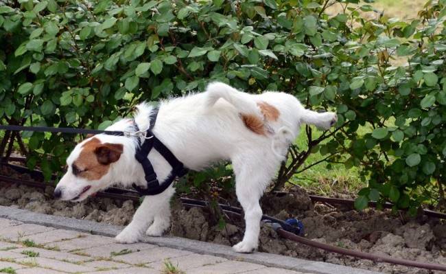 Schulung eines Hundes für die Toilette im Freien