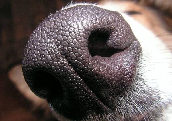 Hund hat eine trockene Nase