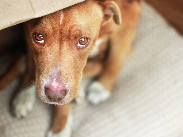 Kryptorchismus bei Hunden Ursachen, Symptome, Behandlung