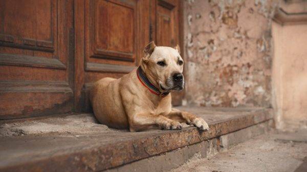 American Staffordshire Terrier liegt