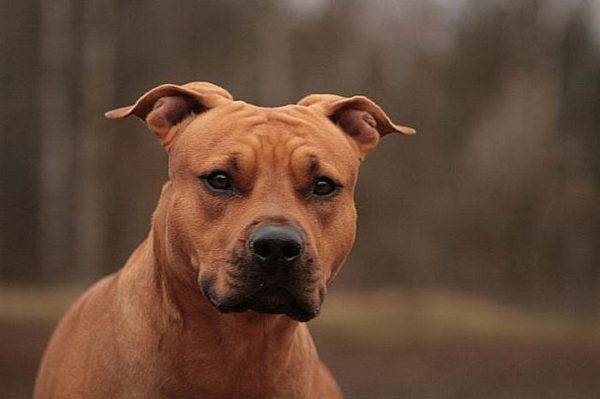 Amerikanischer Staffordshire-Terrier verärgert